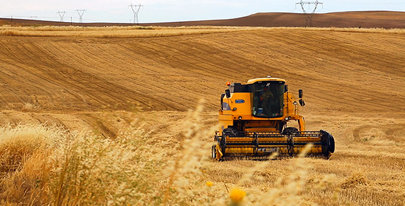 Wheat Harvesting 