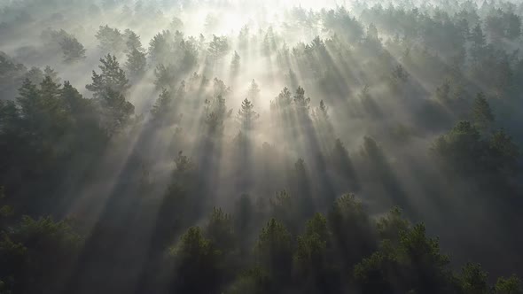 Flying Over Misty Pine Forest During Sunrise While Sun Rays Coming Through Trees. Aerial Shot, 