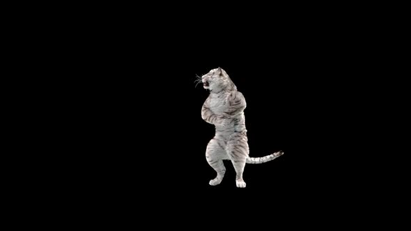 White Tiger Dancing HD