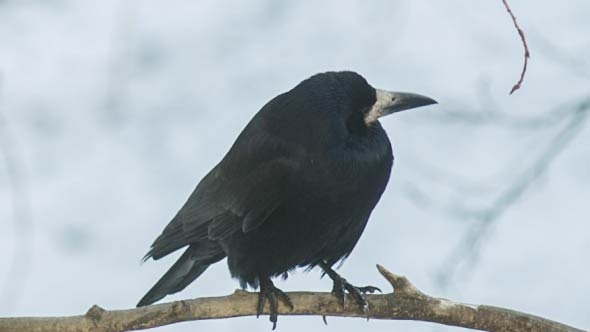 Crow On A Branch Looks Around