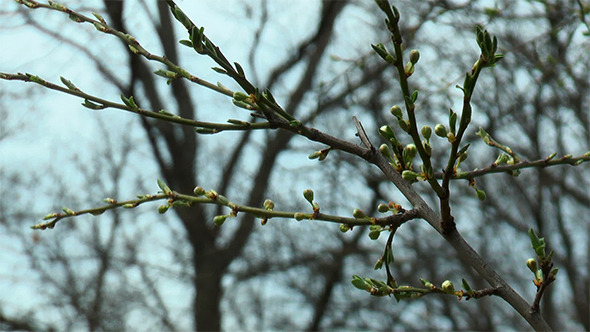 First Spring Buds  on the Bush