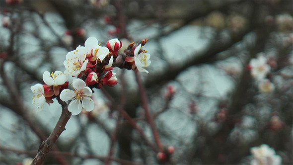 Spring Flower of Apricot