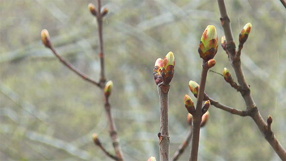 Spring Buds in the Rain