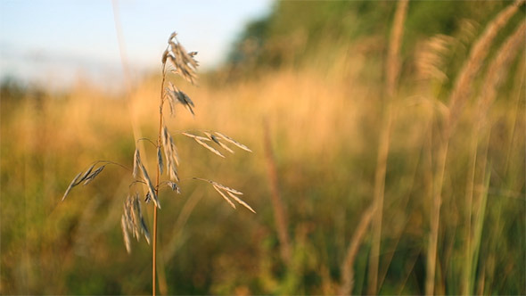 Grass on the Wind 4