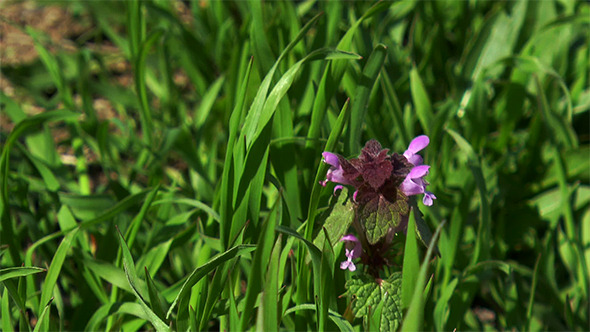 Wild Flower 