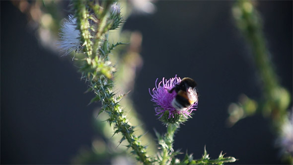 Bumblebee on Flower