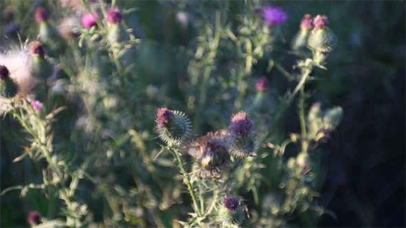 Flowers of Bur