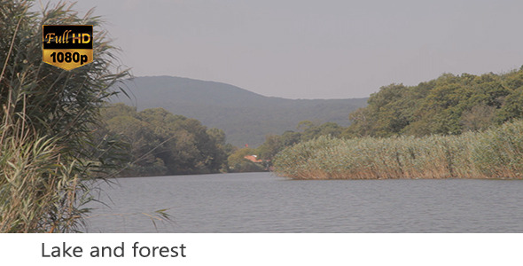 Lake and forest