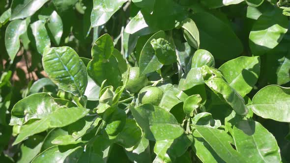 Green lemons on the tree. Lemons against the background of green leaves growing in home garden.