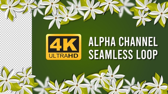 4K Jasmine Flowers Frame