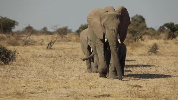 Wide shot of an elephant herd approaching in single file, Mashatu Botswana.