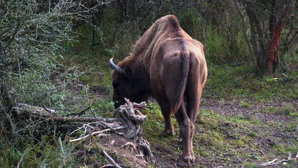 European bison bull grazing next to a forest bush,wagging tail,Czechia.
