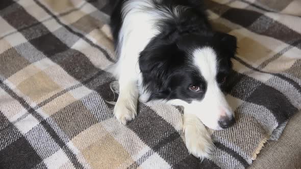 Funny Puppy Dog Border Collie Lying on Couch with Plaid Indoors