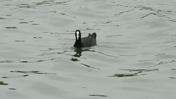 Bird swimming in the lake
