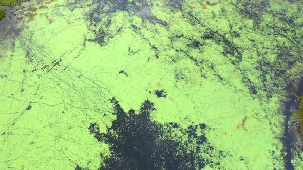 Aerial over the algae covered waters of Shirley Bog in the Maine countryside surrounded by grassy fi