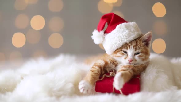 Ginger cat in Santa Claus hat opens and closes eyes