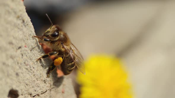 Slow motion of bee with pollen on its paws on the wall with yellow flower on background