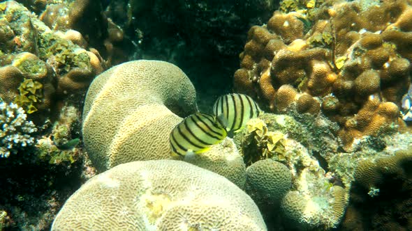 Eightbanded Butterflyfish in White Variation or Eightstriped Butterflyfish