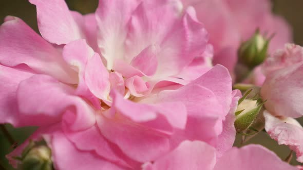 Details of climber Rose woody perennial flower close-up 4K 2160p 30fps UltraHD footage - Pink Rosa p