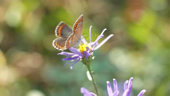 The butterfly sits on a beautiful flower and flaps its wings. Insects in nature.