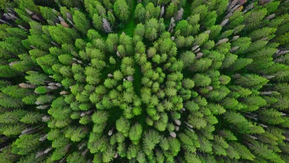 Horizonless Evergreen Coniferous Forest. Aerial Top View From Above