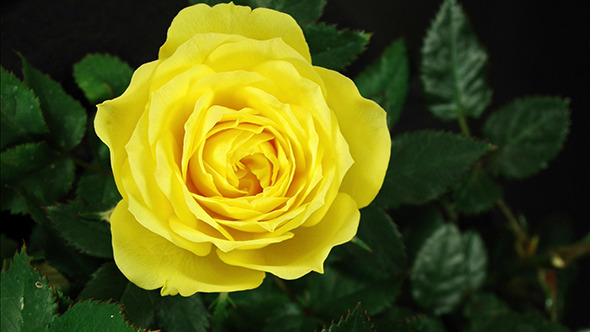 Yellow Rose Flowering