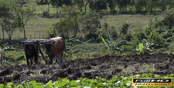 Farmer Plow Fields With Oxen | Full HD