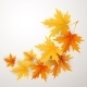 Autumn Maples Falling Leaves Background.  - GraphicRiver Item for Sale