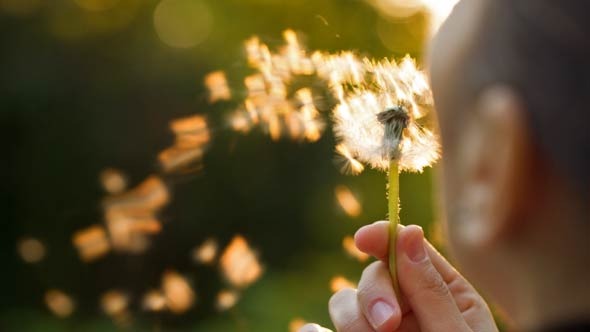 Woman Blowing On Dandelion