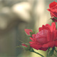 Red Rose Flower - VideoHive Item for Sale
