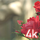 Red Rose Flower - VideoHive Item for Sale