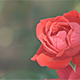 Rose Flower - VideoHive Item for Sale