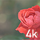Red Rose Flower - VideoHive Item for Sale