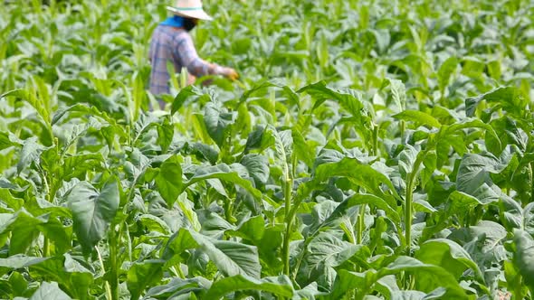 Thai Woman Put Insecticide And Fertilizer In Tobacco Plant 5