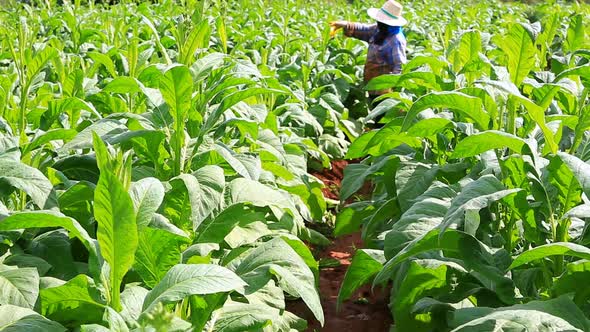 Thai Woman Put Insecticide And Fertilizer In Tobacco Plant 7