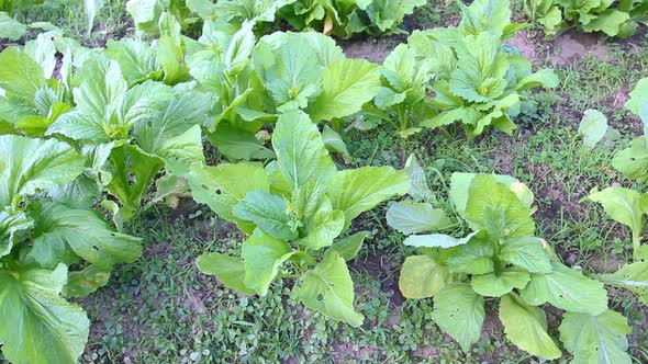 Kale Vegetable Garden Plant 7