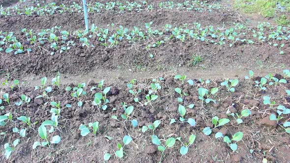 Kale Vegetable Garden Plant 9