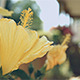 Yellow Flowers - VideoHive Item for Sale