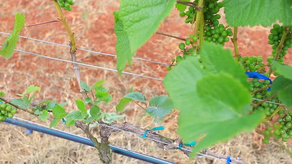 Grape Garden Plant In Thailand 1