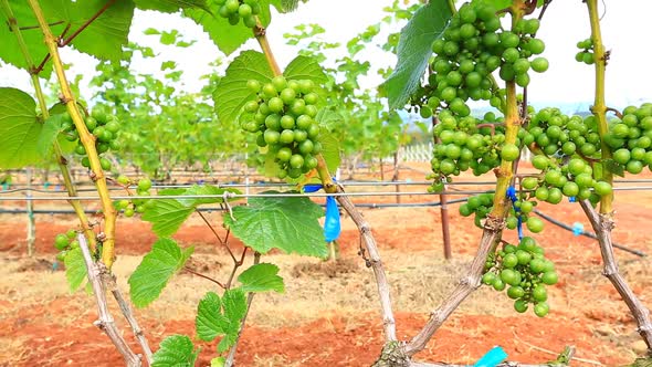 Grape Garden Plant In Thailand 2