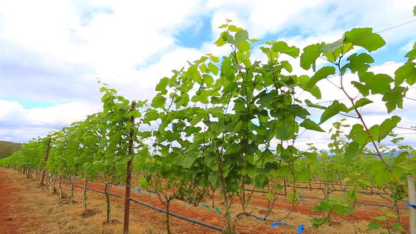 Grape Garden Plant In Thailand 5