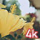Yellow Flowers - VideoHive Item for Sale