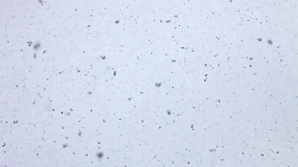 Snow Falling On The Lens 2 alt