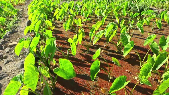 Vibrant Field Of Crops Ready To Be Harvested 3