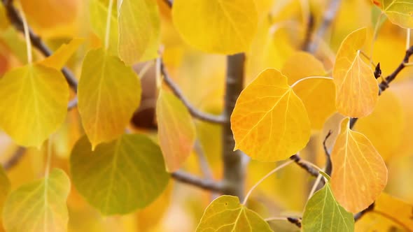 Colorful Aspen Trees In The Eastern Sierras, California 2