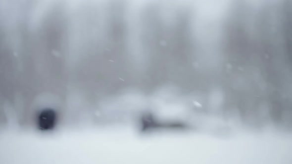 Horses Outside During A Winter Snowstorm 3