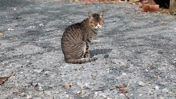 Thai Cat Sleeping