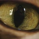 Cat Eye Super Macro Transition Zoom-In - VideoHive Item for Sale