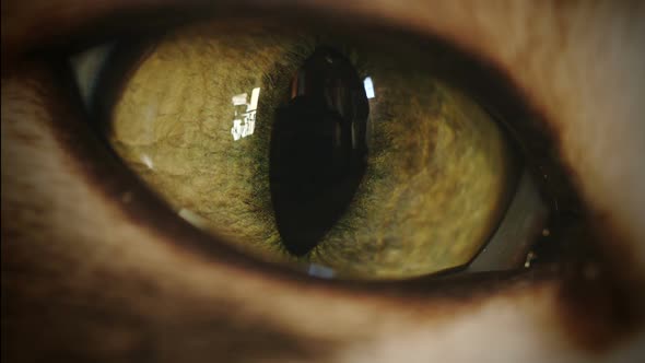 Cat Eye Super Macro Transition Zoom-In