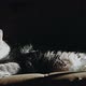 Cat Lying On A Couch Losing His Hairs When Someone Come To Flatter It 1 - VideoHive Item for Sale
